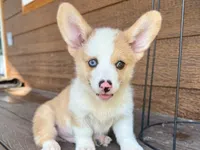 Biscuit red merle, a male Pembroke Welsh Corgi for sale in Marshfield, MO – Photo 10 of 10