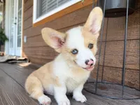 Biscuit red merle, a male Pembroke Welsh Corgi for sale in Marshfield, MO – Photo 2 of 10