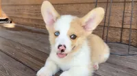 Biscuit red merle, a male Pembroke Welsh Corgi for sale in Marshfield, MO – Photo 6 of 10