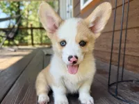 Biscuit red merle, a male Pembroke Welsh Corgi for sale in Marshfield, MO – Photo 4 of 10