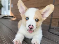 Biscuit red merle, a male Pembroke Welsh Corgi for sale in Marshfield, MO – Photo 9 of 10