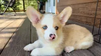 Biscuit red merle, a male Pembroke Welsh Corgi for sale in Marshfield, MO – Photo 8 of 10