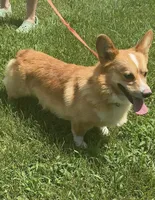 Finley, a male Pembroke Welsh Corgi for sale in Marshfield, MO – 8 of 8