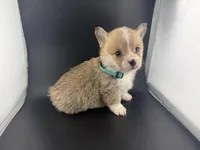 Amber, a female Pembroke Welsh Corgi for sale in Marshfield, MO – Photo 1 of 10
