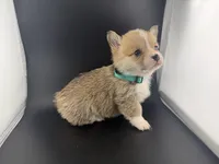 Amber, a female Pembroke Welsh Corgi for sale in Marshfield, MO – Photo 10 of 10