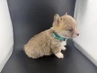 Amber, a female Pembroke Welsh Corgi for sale in Marshfield, MO – Photo 8 of 10