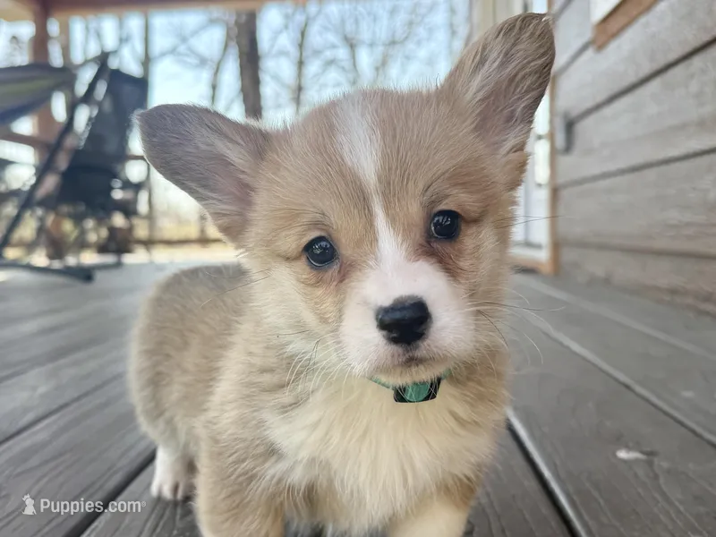 Amber – Pembroke Welsh Corgi puppy for sale in Marshfield, MO