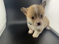 Amber, a female Pembroke Welsh Corgi for sale in Marshfield, MO – Photo 3 of 10