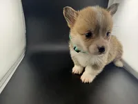 Amber, a female Pembroke Welsh Corgi for sale in Marshfield, MO – Photo 4 of 10