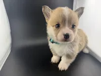 Amber, a female Pembroke Welsh Corgi for sale in Marshfield, MO – Photo 6 of 10