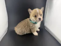 Amber, a female Pembroke Welsh Corgi for sale in Marshfield, MO – Photo 9 of 10