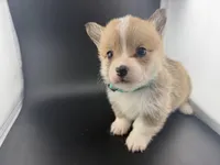 Amber, a female Pembroke Welsh Corgi for sale in Marshfield, MO – Photo 2 of 10