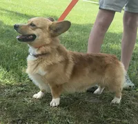 Finley, a male Pembroke Welsh Corgi for sale in Marshfield, MO – 5 of 8