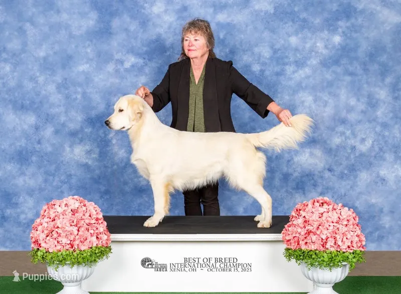 Pearl Champion Mom, a female English Cream Golden Retriever for sale in Marshfield, MO – Photo 1 of 2