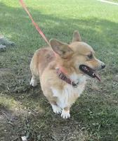 Finley, a male Pembroke Welsh Corgi for sale in Marshfield, MO – 7 of 8