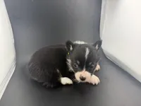 Raven, a female Pembroke Welsh Corgi for sale in Marshfield, MO – Photo 5 of 6