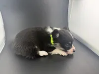 Raven, a female Pembroke Welsh Corgi for sale in Marshfield, MO – Photo 6 of 6