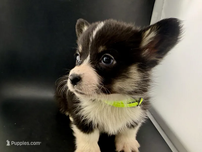 Raven – Pembroke Welsh Corgi puppy for sale in Marshfield, MO