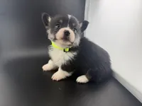 Raven, a female Pembroke Welsh Corgi for sale in Marshfield, MO – Photo 4 of 6