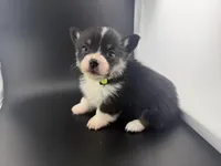 Raven, a female Pembroke Welsh Corgi for sale in Marshfield, MO – Photo 1 of 6