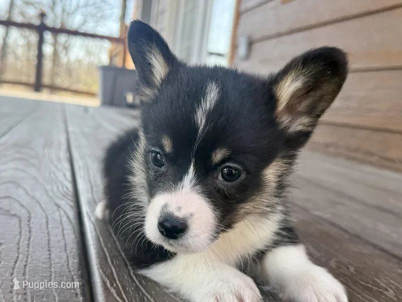 Raven – Pembroke Welsh Corgi puppy for sale in Marshfield, MO