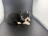 Raven, a female Pembroke Welsh Corgi for sale in Marshfield, MO – Photo 3 of 6