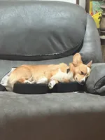 Finley, a male Pembroke Welsh Corgi for sale in Marshfield, MO – 3 of 8