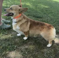 Finley, a male Pembroke Welsh Corgi for sale in Marshfield, MO – 6 of 8