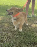 Finley, a male Pembroke Welsh Corgi for sale in Marshfield, MO – 4 of 8