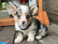 Blue, a male Pembroke Welsh Corgi for sale in Marshfield, MO – Photo 1 of 9