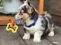 Blue, a male Pembroke Welsh Corgi for sale in Marshfield, MO – Photo 2 of 9