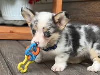 Blue, a male Pembroke Welsh Corgi for sale in Marshfield, MO – Photo 3 of 9