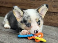 Blue, a male Pembroke Welsh Corgi for sale in Marshfield, MO – Photo 7 of 9