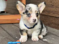 Blue, a male Pembroke Welsh Corgi for sale in Marshfield, MO – Photo 5 of 9