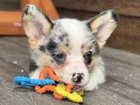Blue, a male Pembroke Welsh Corgi for sale in Marshfield, MO – Photo 4 of 9