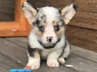 Blue, a male Pembroke Welsh Corgi for sale in Marshfield, MO – Photo 9 of 9