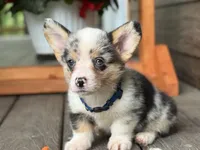 Blue, a male Pembroke Welsh Corgi for sale in Marshfield, MO – Photo 8 of 9
