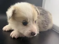 Blue, a male Pembroke Welsh Corgi for sale in Marshfield, MO – Photo 3 of 6