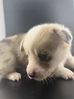 Blue, a male Pembroke Welsh Corgi for sale in Marshfield, MO – Photo 6 of 6