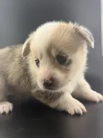 Blue, a male Pembroke Welsh Corgi for sale in Marshfield, MO – Photo 5 of 6