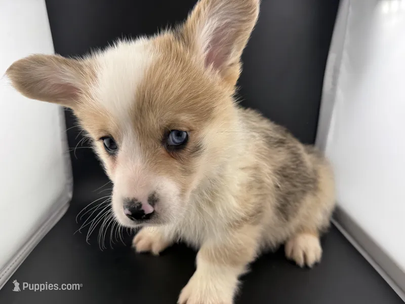 Blue – Pembroke Welsh Corgi puppy for sale in Marshfield, MO