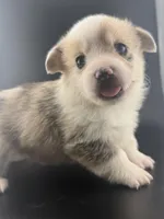 Blue, a male Pembroke Welsh Corgi for sale in Marshfield, MO – Photo 4 of 6