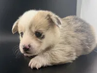 Blue, a male Pembroke Welsh Corgi for sale in Marshfield, MO – Photo 2 of 6