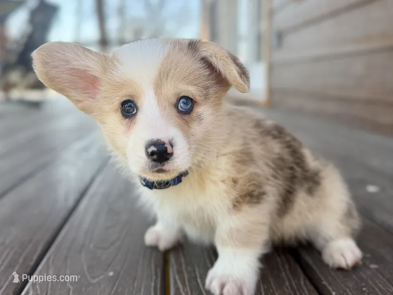 Blue – Pembroke Welsh Corgi puppy for sale in Marshfield, MO