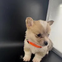 Storm , a male Pembroke Welsh Corgi for sale in Marshfield, MO – Photo 1 of 8