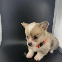 Storm , a male Pembroke Welsh Corgi for sale in Marshfield, MO – Photo 3 of 8