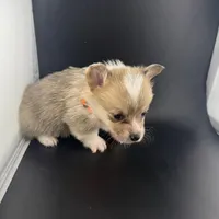 Storm , a male Pembroke Welsh Corgi for sale in Marshfield, MO – Photo 4 of 8