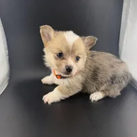 Storm , a male Pembroke Welsh Corgi for sale in Marshfield, MO – Photo 7 of 8