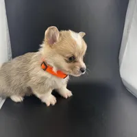 Storm , a male Pembroke Welsh Corgi for sale in Marshfield, MO – Photo 5 of 8