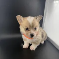 Storm , a male Pembroke Welsh Corgi for sale in Marshfield, MO – Photo 2 of 8